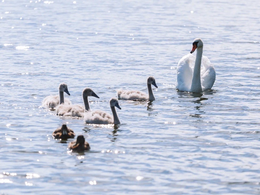 Тур «Изборск-Печоры»
