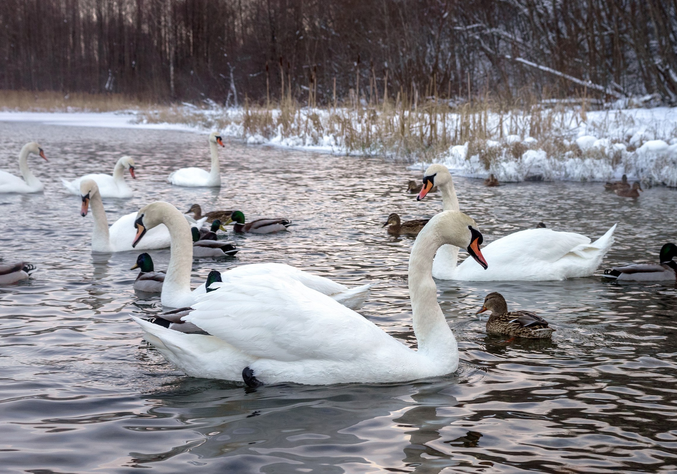 МСК: Зимний Заповедник (5 дней)