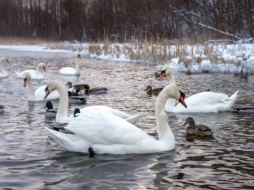 МСК: Зимний Заповедник (5 дней)