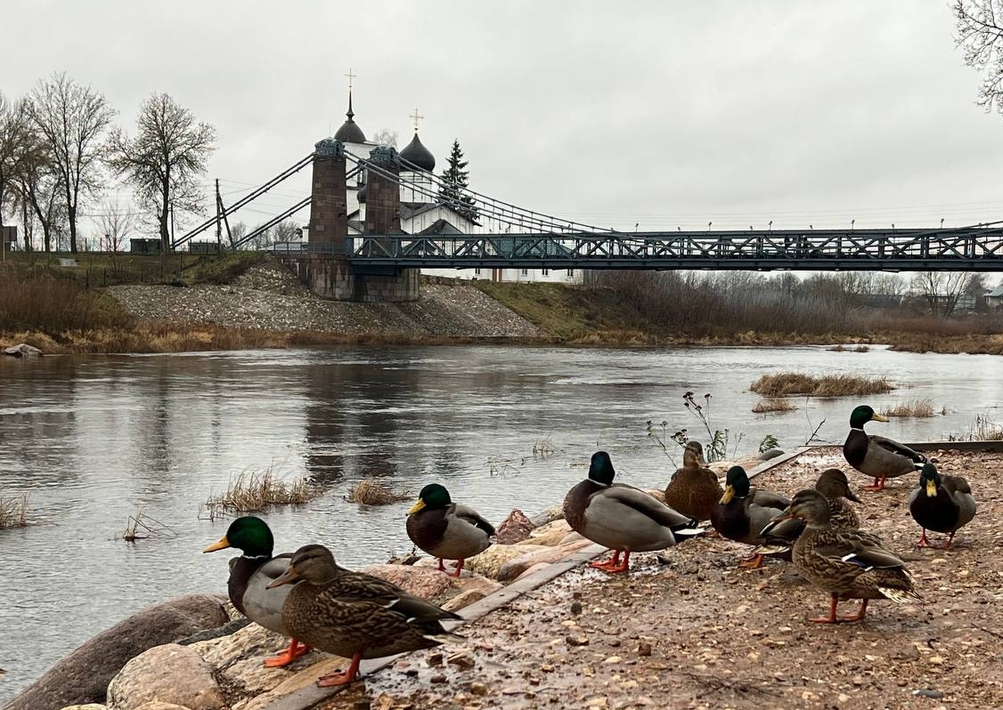 Экскурсия  в город Остров + музейный комплекс «Линия Сталина», автобусно-пешеходная